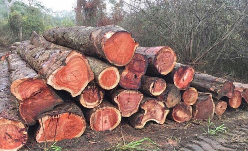 Gỗ quý là loại gỗ được coi là có giá trị đáng kể do có những đặc tính độc đáo