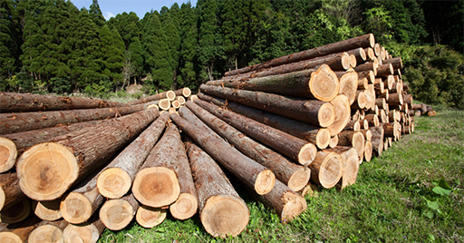 Gỗ tự nhiên được khai thác từ các rừng tự nhiên hoặc rừng trồng gỗ nguyên liệu