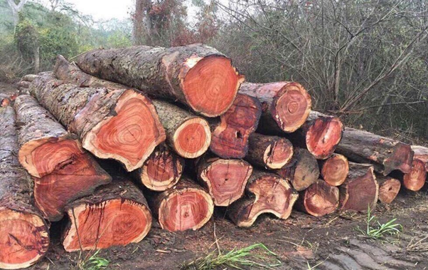 Đặc điểm của gỗ hương