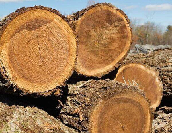 Tính phân bố của gỗ óc chó tự nhiên
