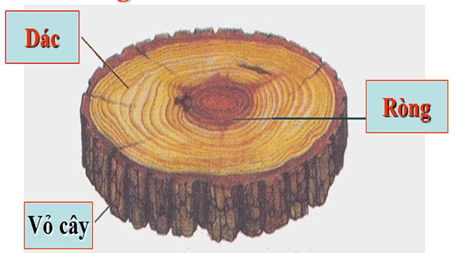 Gỗ dác là lớp gỗ nằm ở vị trí sát với vỏ cây