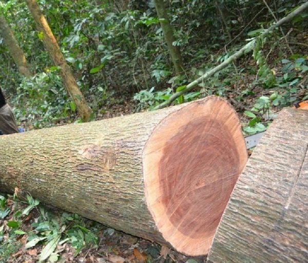 Đặc điểm của dòng gỗ xoan đào