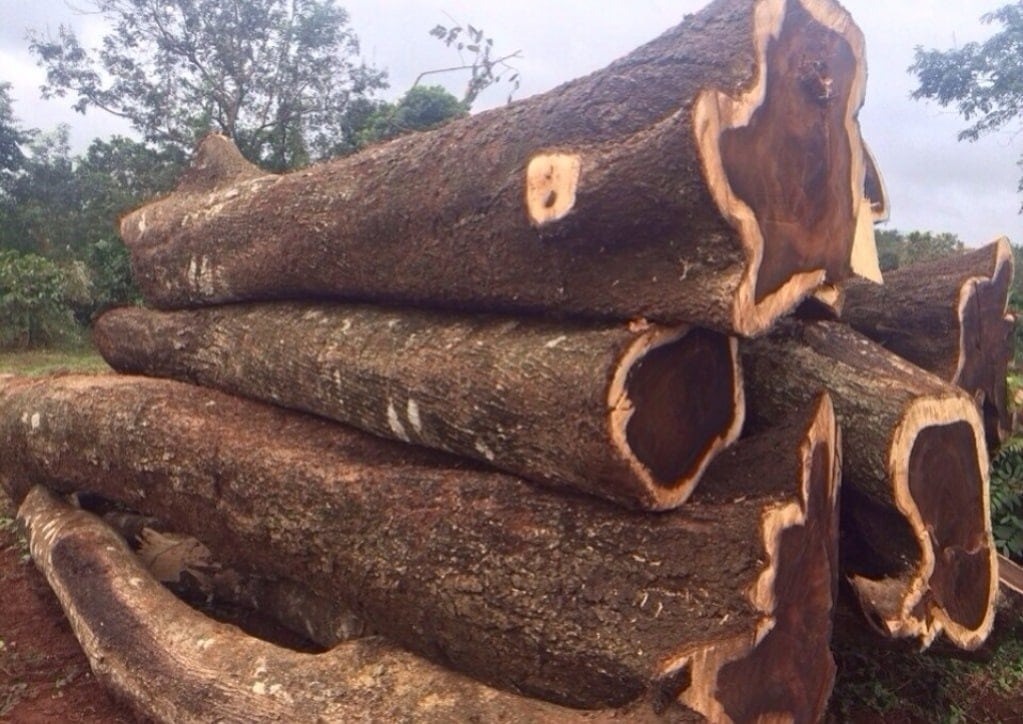 Đặc điểm nhận dạng gỗ muồng