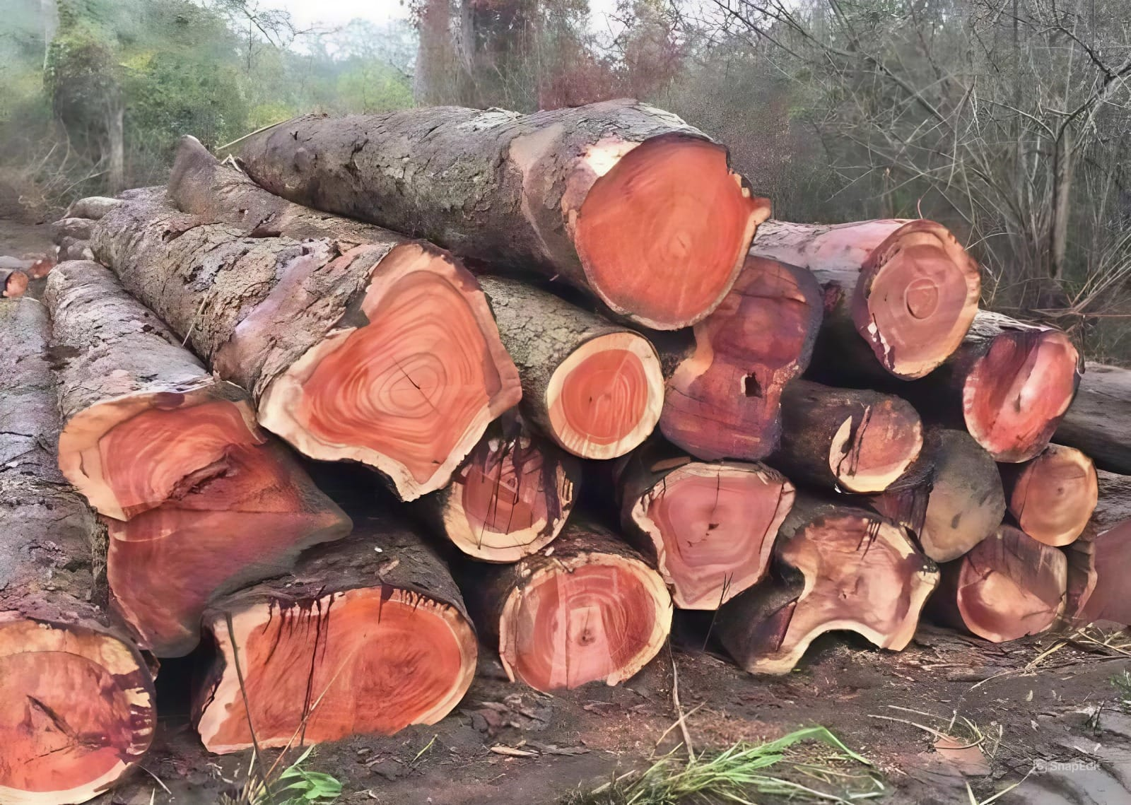 Dòng gỗ gõ đỏ (Cà te, Hổ bì)