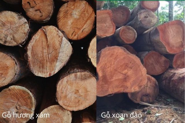Vân gỗ hương xám